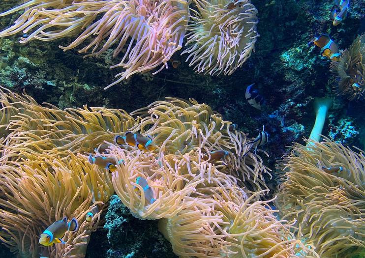 Cattolica Aquarium (Acquario di Cattolica)